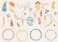 Floral elements. Hand drawn design elements. Collection of autumn flowers, leaves, dandelion, grass. Design for invitation, Royalty Free Stock Photo