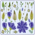 Set of Floral Elements with Violet Flowers, Leaves Herbs and Buds