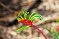 Floral emblem of Western australia Royalty Free Stock Photo