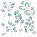 Floral eucalyptus branches set. Silvery green leaves clipart isolated on white. Watercolor illustration for wedding