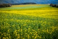Floral Extravaganza: Rapeseed and Wheat Fields Abound with Spring Blooms in a Rural Agricultural Landscape Royalty Free Stock Photo