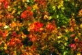 Fall foliage colorful outdoor image of autumn leaves in red, yellow, green and orange on a sunny bright day Royalty Free Stock Photo
