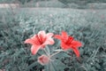 Floral field with Red flowers. Closeup Lilium dahuricum, Lilium pensylvanicum, lily flowers in meadow. Closeup Royalty Free Stock Photo