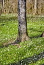 Floral field with trees in a forest. Beautiful landscape of many wood anemone flowers blooming or growing near a birch Royalty Free Stock Photo