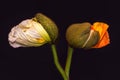flower portrait of a pair of young orange yellow white silk poppy blossoms
