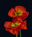 Still life color macro of a a pair of dark red silk poppy blossoms on dark blue