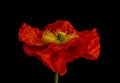 Fine art still life color macro of a single dark red silk poppy blossom