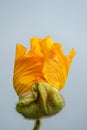 Floral fine art still life color macro of a single hatching young orange satin silk poppy blossom on bright blue