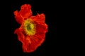 Still life color macro of a single isolated red yellow silk poppy blossom isolated on black background with pollen