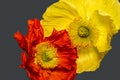 Fine art still life colorful macro of a a pair of yellow red satin silk poppy blossoms isolated on grey