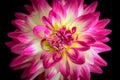 Macro portrait of a single isolated blooming pink white yellow open dahlia blossom