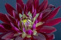 Color macro flower of the innner of a single isolated blooming purple red dahlia Royalty Free Stock Photo