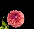 Floral fine art still life detailed color macro flower image of a blooming orange violet round wide open dahlia Royalty Free Stock Photo