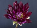 Floral fine art still life detailed color macro of a single isolated blooming purple red yellow wide open dahlia Royalty Free Stock Photo