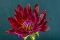 Still life color macro flower image of a single red yellow wide open dahlia blossom on Royalty Free Stock Photo