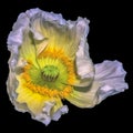 Flower portrait of a single isolated white yellow green satin/silk poppy