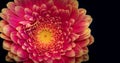 Color macro of the inner of a single isolated red pink yellow wide opened gerbera blossom Royalty Free Stock Photo