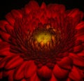 Color macro of a single isolated dark red gerbera blossom Royalty Free Stock Photo