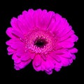 Macro of a single isolated pink wide opened gerbera blossom isolated on black background Royalty Free Stock Photo