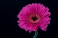 Still life color macro of a single isolated pink wide opened gerbera blossom with green stem Royalty Free Stock Photo