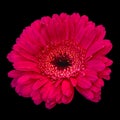 Color macro of a single isolated red wide opened gerbera blossom isolated on black background Royalty Free Stock Photo