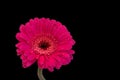 Color macro of a single isolated red wide opened gerbera blossom with stem isolated on black Royalty Free Stock Photo