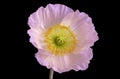 Color macro of a single isolated wide opened bright pink yellow iceland poppy blossom