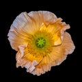 Macro of a single isolated wide opened white orange iceland poppy Royalty Free Stock Photo