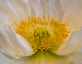 Fine art still life detailed color macro of the heart of a white yellow green Iceland poppy blossom Royalty Free Stock Photo