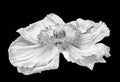 Detailed monochrome macro portrait of a single isolated white satin/silk poppy blossom, black