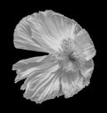 Detailed monochrome macro portrait of a single satin silk poppy blossom