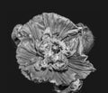 Monochrome macro of a single isolated glossy satin/silk poppy opening blossom isolated on