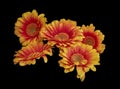 Colored macro of a set of five red yellow wide opened gerbera blossoms with detailed