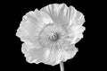 Monochrome high key macro of a single isolated satin / silk poppy blossom with stem isolated on black