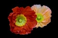 Fine art still life vibrant macro of a a pair of orange red silk poppy blossoms isolated on black background with detailed