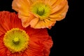 Fine art still life vibrant macro of a a pair of orange red silk poppy blossoms isolated on black background with detailed