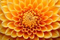 Flower blossom gerbera floral nature petal close-up bright plant spring flora yellow beauty