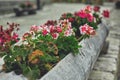 Floral flowerbed in a big log Royalty Free Stock Photo