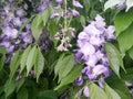 Wisteria garden details Royalty Free Stock Photo