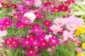 Floral flowers in the garden , pink flowrs nature background