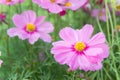 Floral flowers in the garden , pink flowrs nature background