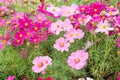 Floral flowers in the garden , pink flowrs nature background