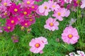 Floral flowers in the garden , pink flowrs nature background