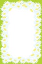 Floral frame background from camomile flower Royalty Free Stock Photo