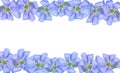 floral frame. Beautiful blue liverwort flowers isolated on a white background. copy space