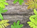 Floral frame of Bright Green Leaves On Wooden Background Royalty Free Stock Photo