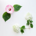 Floral frame with ivy, hibiscus and hydrangea flowers. Top view Royalty Free Stock Photo