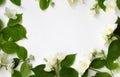 Floral frame made of Jasmine flowe isolated on white background Flowers frame.