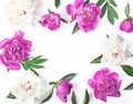 Floral frame made of pink and white peony flowers and leaves isolated on white background. Flat lay. Royalty Free Stock Photo