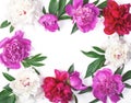 Floral frame made of pink and white peony flowers and leaves isolated on white background. Flat lay. Royalty Free Stock Photo